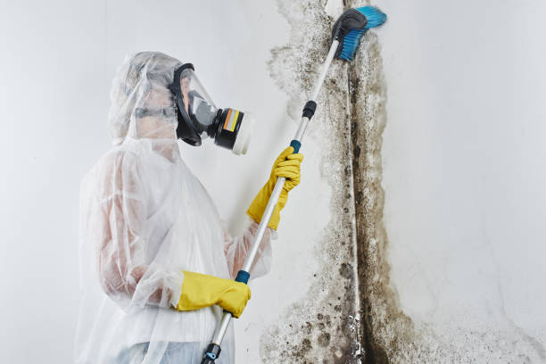 Best Mold Testing  in Earlvle, IL
