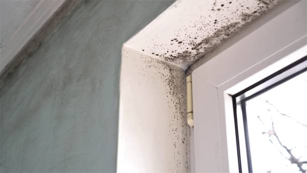 Best Crawl Space Mold Removal  in Earlvle, IL