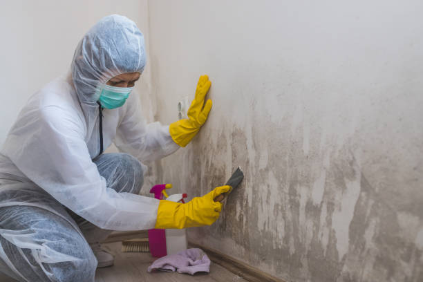 Best Mold Remediation Experts  in Earlvle, IL