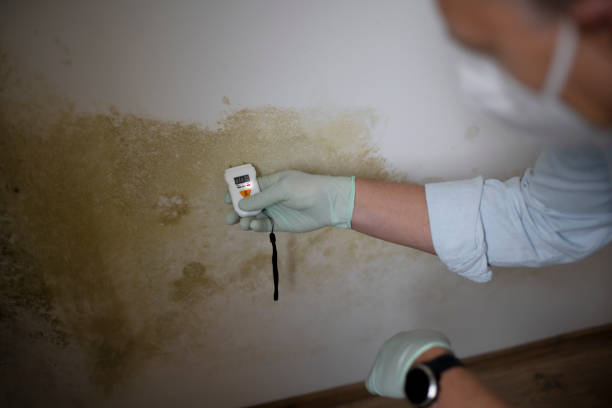 Best Attic Mold Removal  in Earlvle, IL