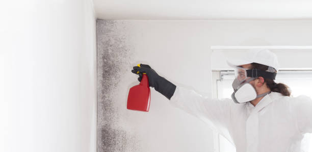 Best Commercial Mold Removal  in Earlvle, IL