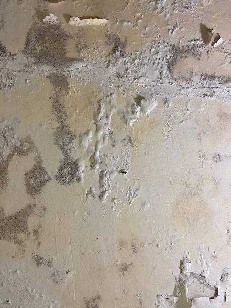 Best Mold Removal Near Me  in Earlvle, IL