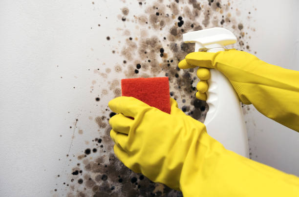 Best Mold Inspection  in Earlvle, IL