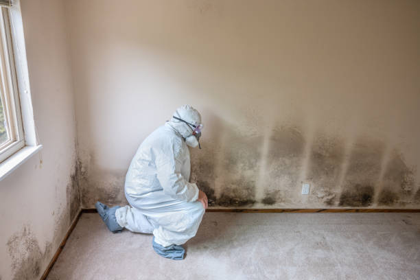 Best Mold Damage Repair  in Earlvle, IL