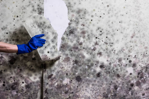 Best Mold Remediation  in Earlvle, IL