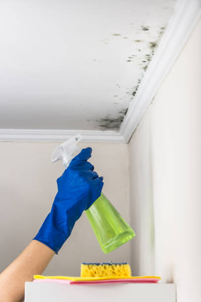 Best Fast Mold Removal  in Earlvle, IL
